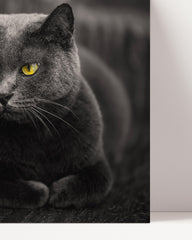 After Hover: Chartreux cat