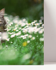 After Hover: Animal photography - cat on a flower meadow with daisies