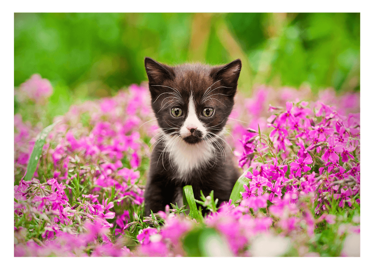 Katzen-Baby in Blumenwiese