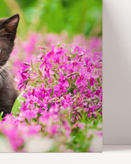 After Hover: Kitten in flower meadow