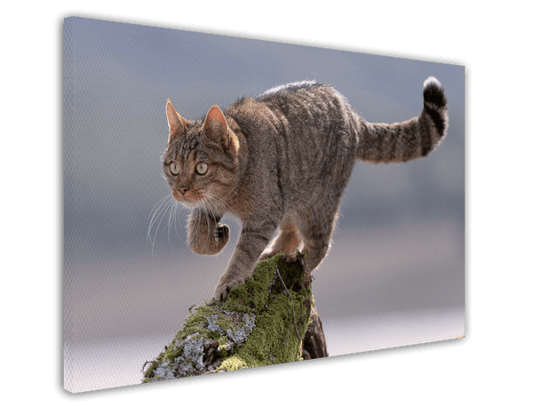 Wildkatze