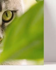 After Hover: Cat - Close-up