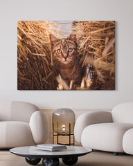 After Hover: Katze im Stroh