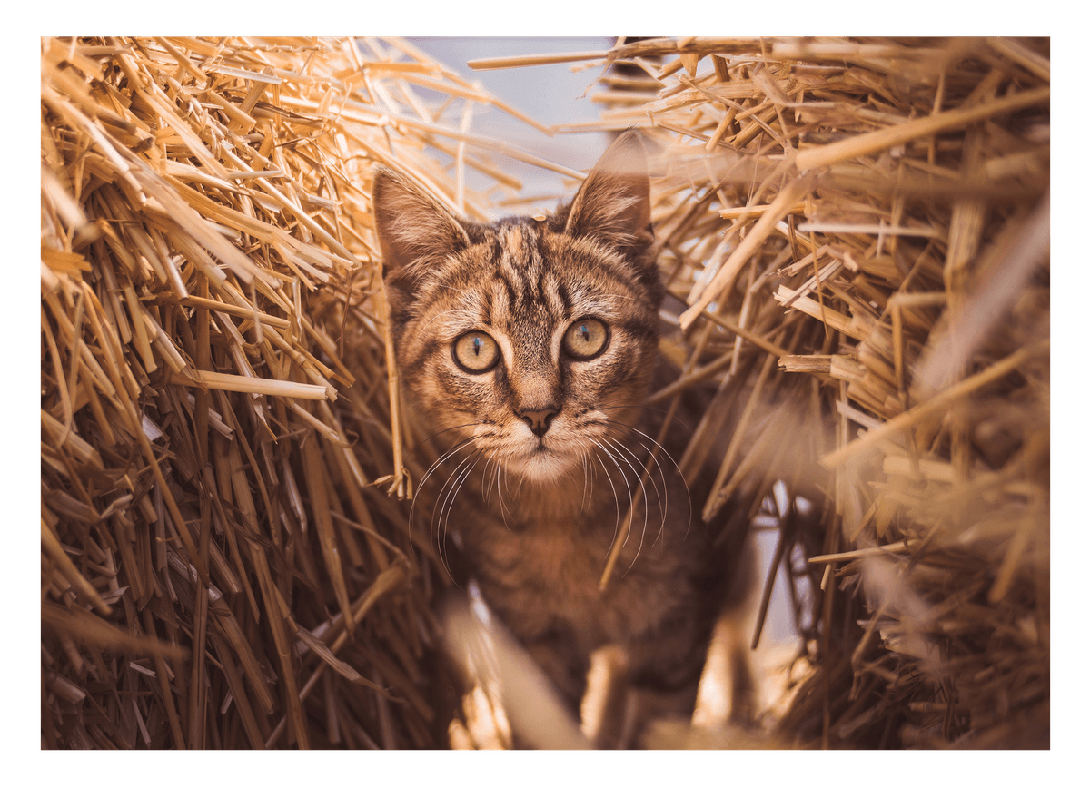 Katze im Stroh