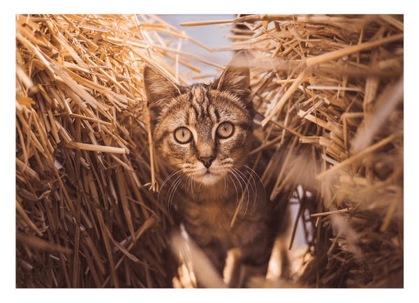 Katze im Stroh