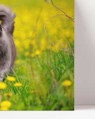 After Hover: Cat on a yellow flower meadow - Animal &amp; Nature Photography