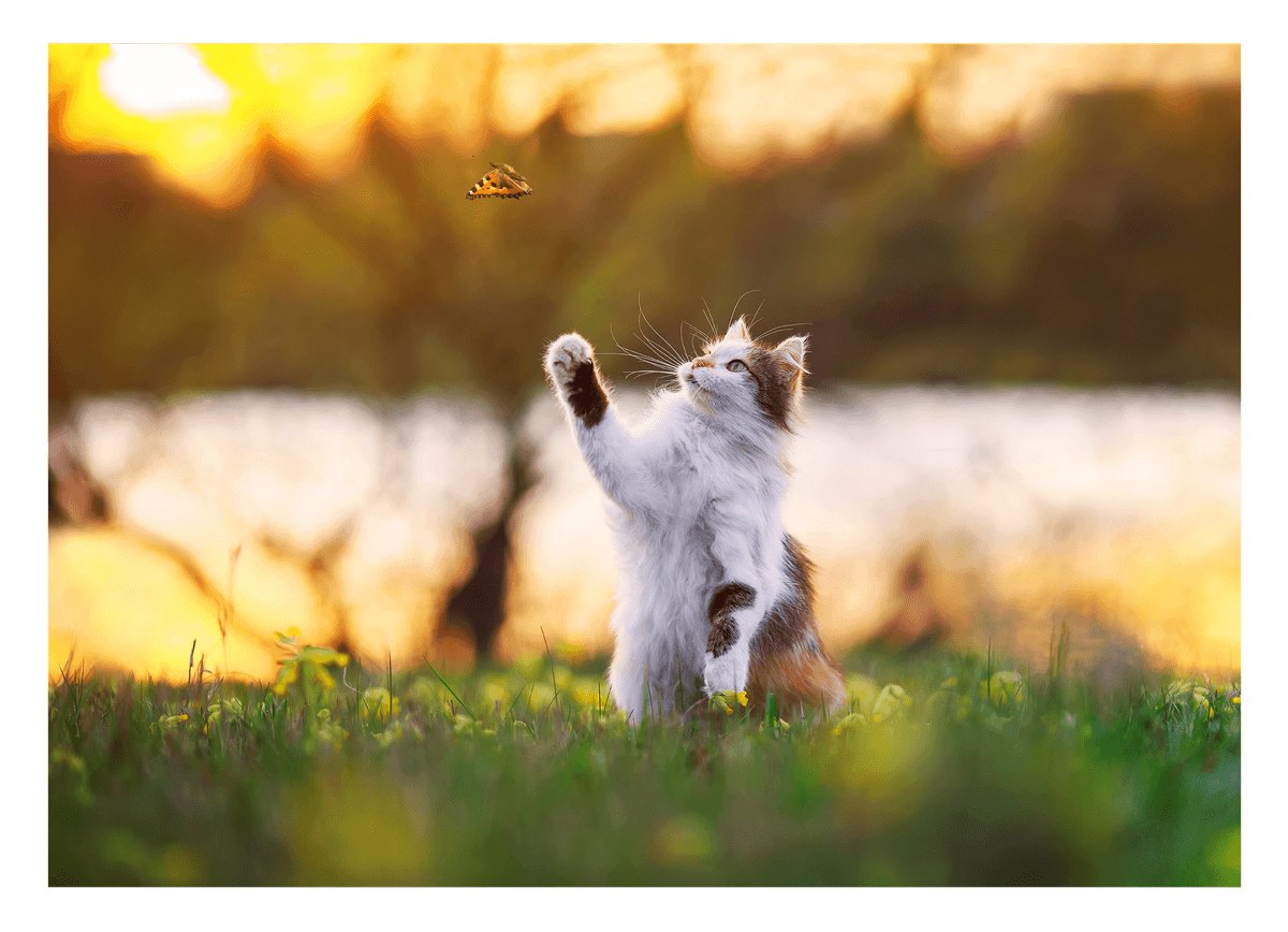 Katze mit Schmetterling