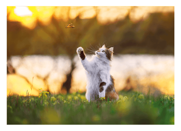 Katze mit Schmetterling