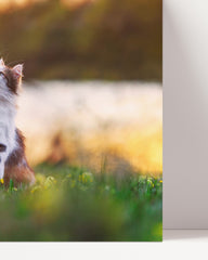 After Hover: Cat with butterfly