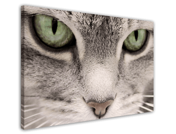 Katzen-Augen
