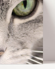 After Hover: cat eyes