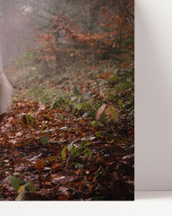 After Hover: Cat and dog in nature
