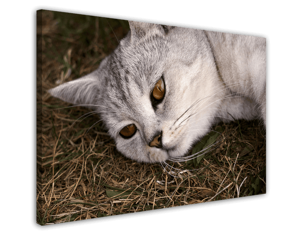 Süße Katze
