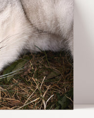After Hover: Cute cat