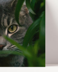After Hover: Cat among leaves