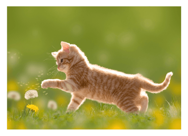 Süßes Katzen-Baby