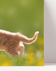After Hover: Cute kitten