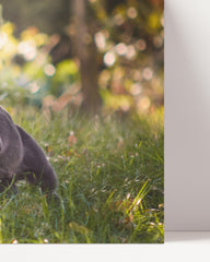 After Hover: Running cat
