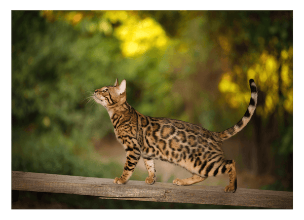 Elegante Katze