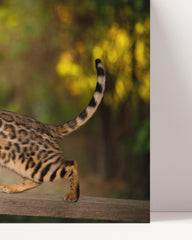 After Hover: Elegant cat