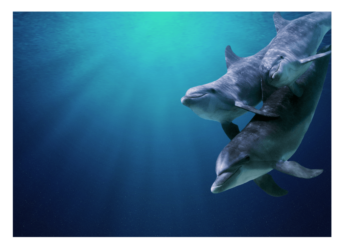 Delfin-Familie