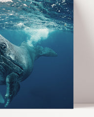 After Hover: blue whale