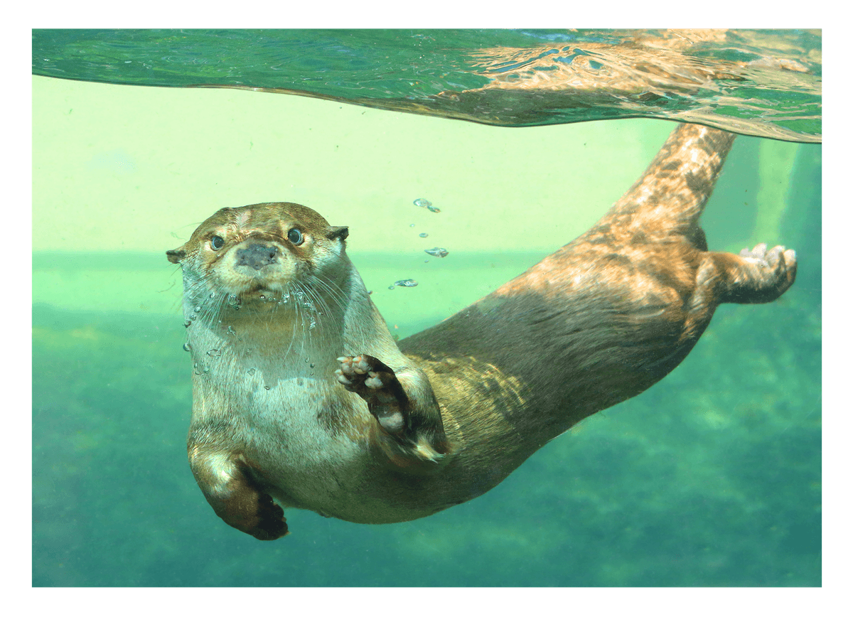 Tauchender Seeotter