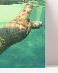 After Hover: Diving sea otter