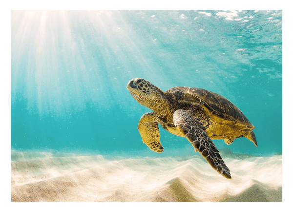 Schwimmende Schildkröte - Faszinierende Tierwelt Unterwasser