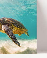 After Hover: Swimming turtle - Fascinating underwater wildlife