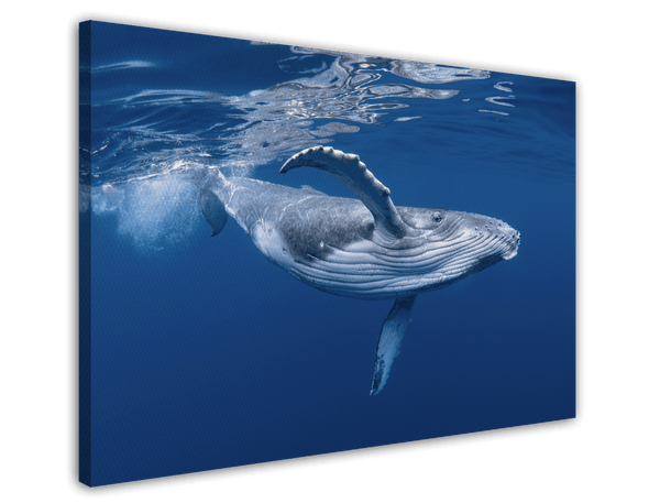 Blauwal unter Wasser