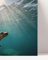 After Hover: Diving seal