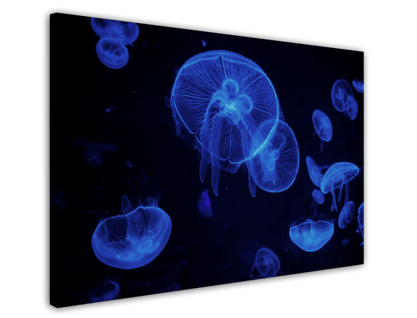 Blaue Quallen