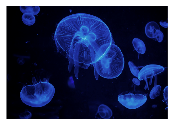 Blaue Quallen