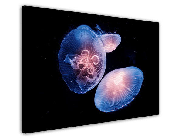Leuchtende runde Quallen - Unterwasser Spektakel Tier Fotografie