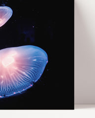 After Hover: Luminous round jellyfish - underwater spectacle animal photography
