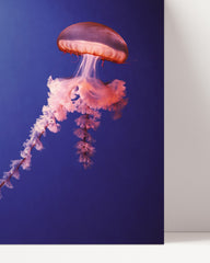 After Hover: Jellyfish in the ocean