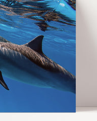 After Hover: Dolphins underwater