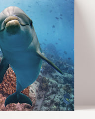 After Hover: Curious dolphins