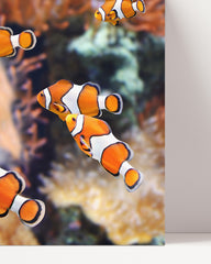 After Hover: Clownfish