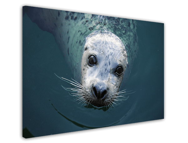 Seerobbe schaut aus dem Wasser