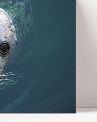 After Hover: Seal looks out of the water