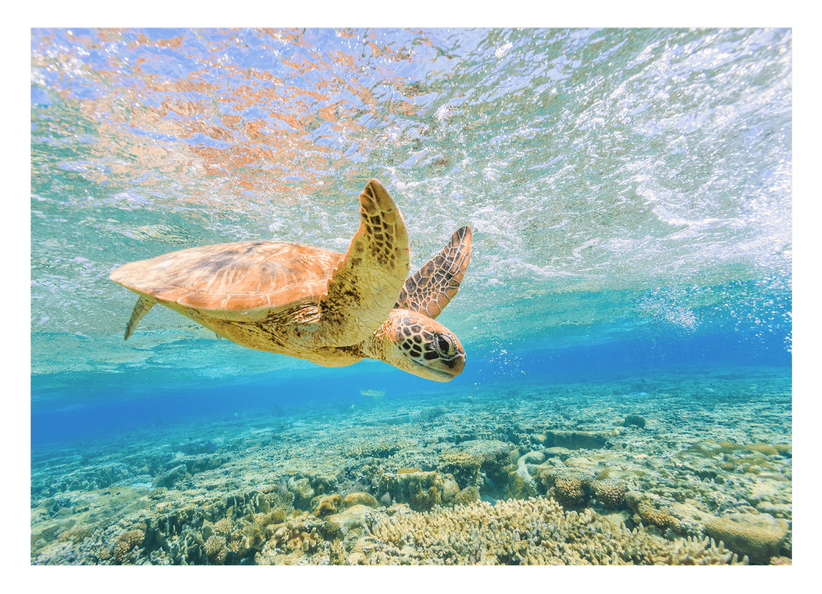 Schwimmende Schildkröte im Korallenriff