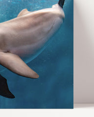 After Hover: Sweet Dolphin