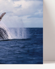 After Hover: Leaping Blue Whale