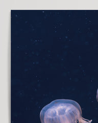 After Hover: Luminous jellyfish with long tentacles - underwater wildlife