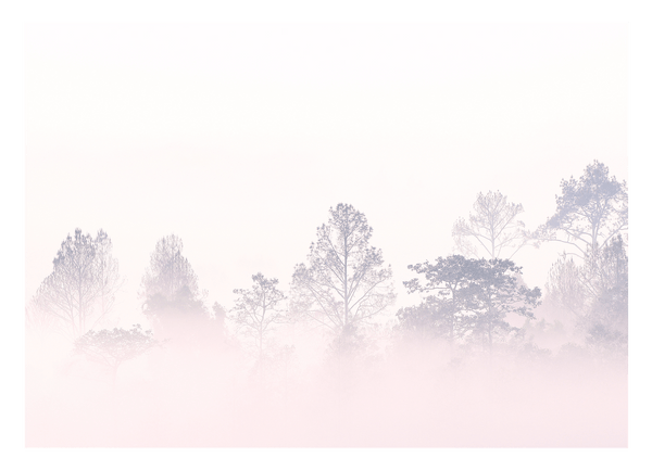 Bäume im Nebel