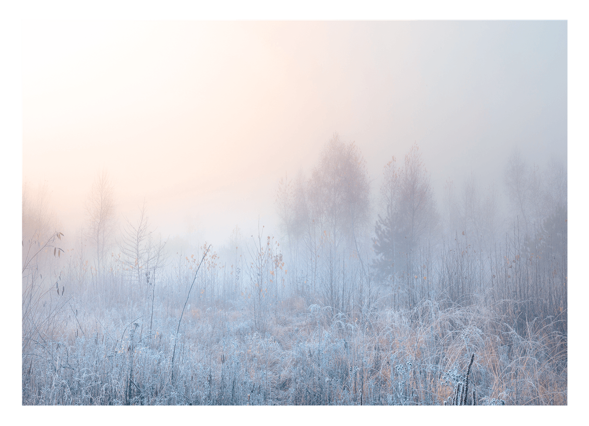 Natur im Frost