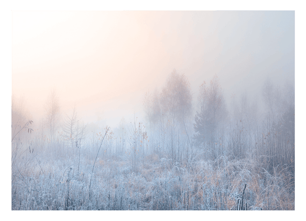 Natur im Frost
