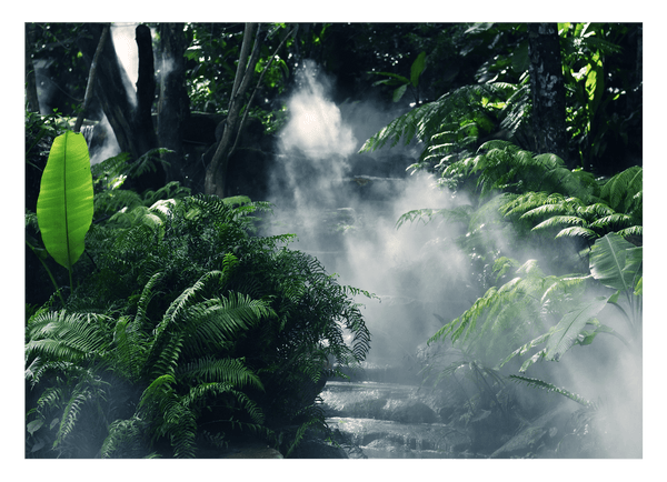 Nebel im Regenwald
